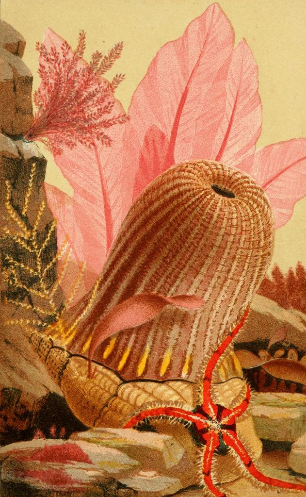 Vintage illustration of a sea creature with coral and rocks.