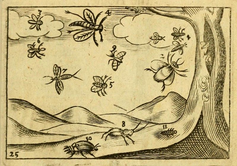 Vintage woodcut illustration of insects around a tree, numbered 1-11.