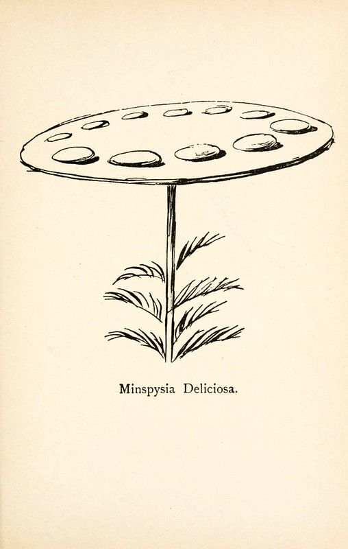 Vintage botanical illustration of a plant named 'Minspyia Deliciosa' with an umbrella-shaped structure.