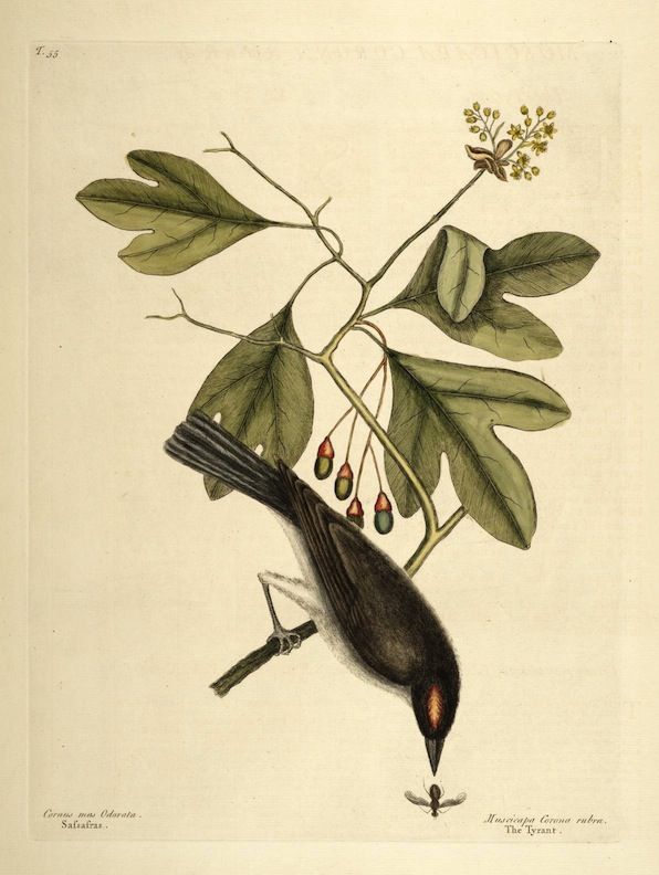 Vintage botanical illustration of a dark bird with a red throat and blue tail perched on a branch with leaves and red and green fruit.