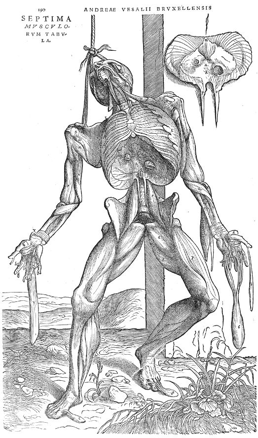 A detailed anatomical illustration of a human figure with muscles and skeleton exposed, suspended from a wooden structure.