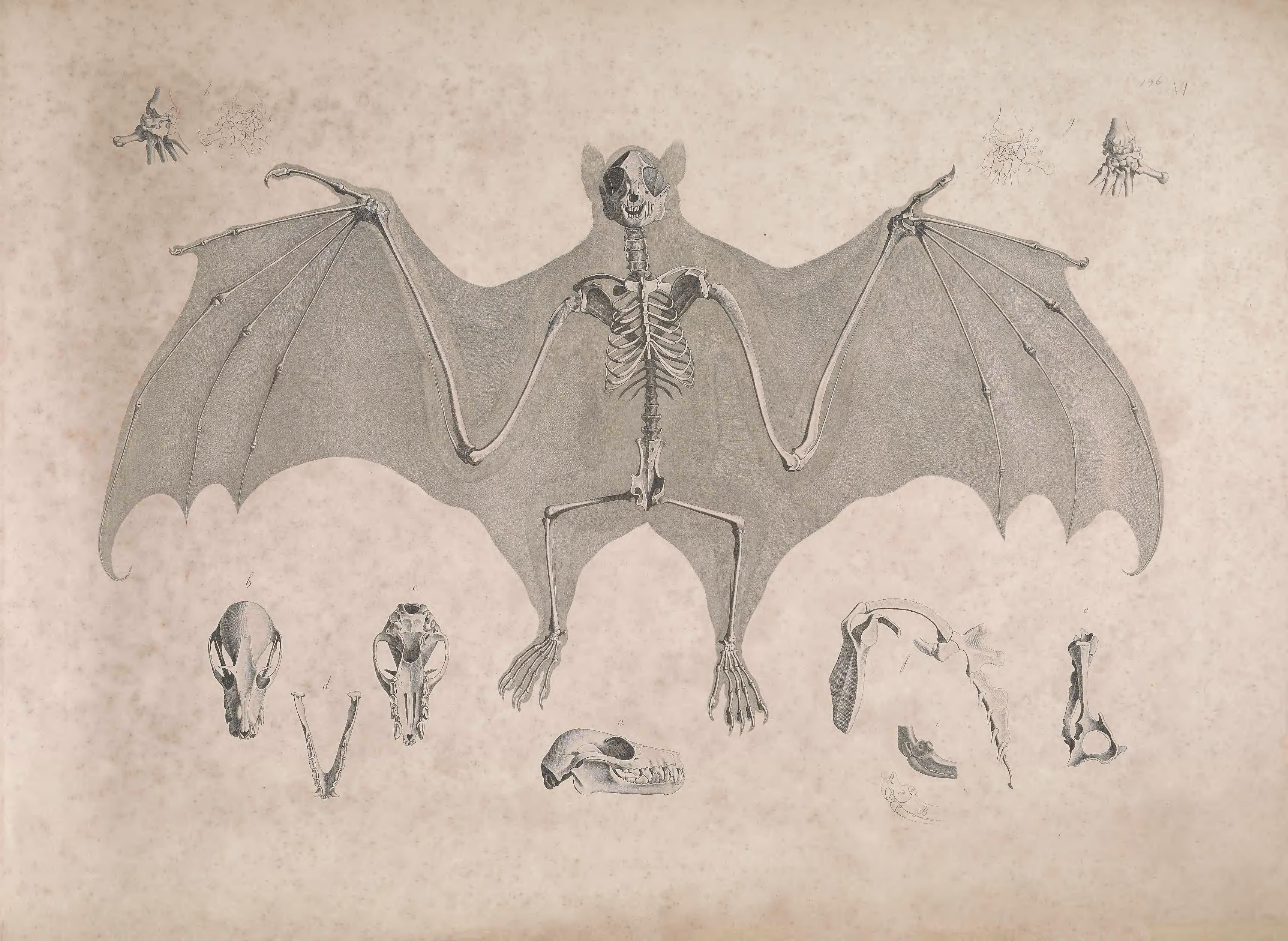 Vintage illustration of a bat skeleton with spider illustrations.