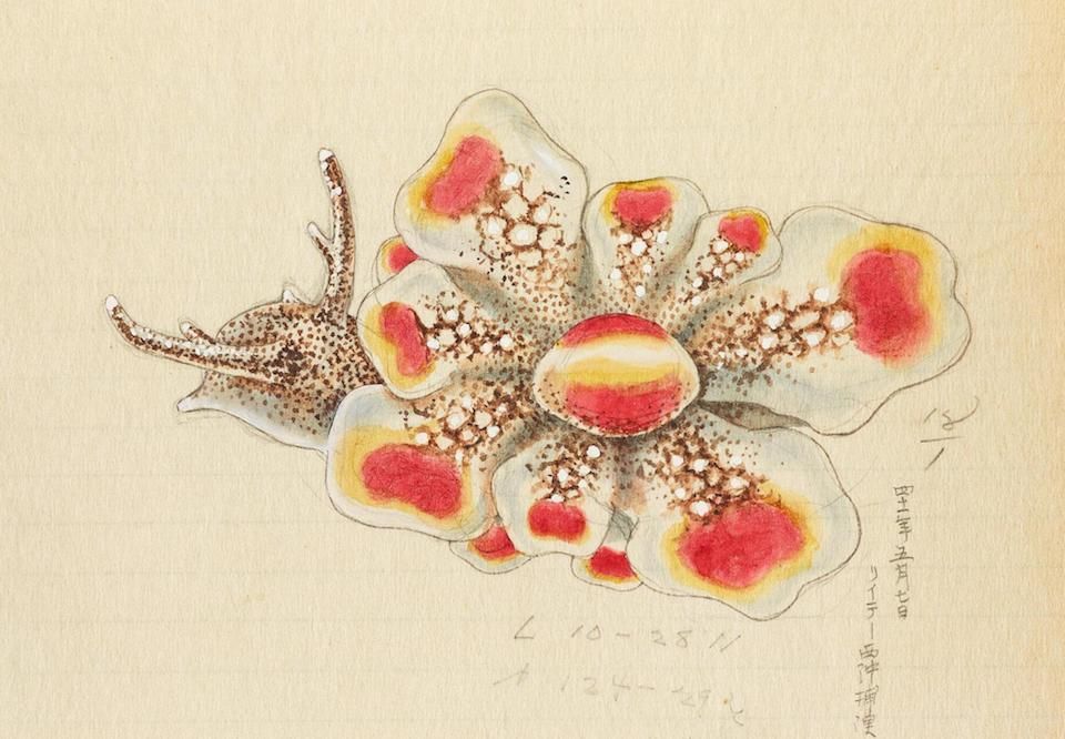 Vintage scientific illustration of a colorful sea slug with red-tipped cerata.