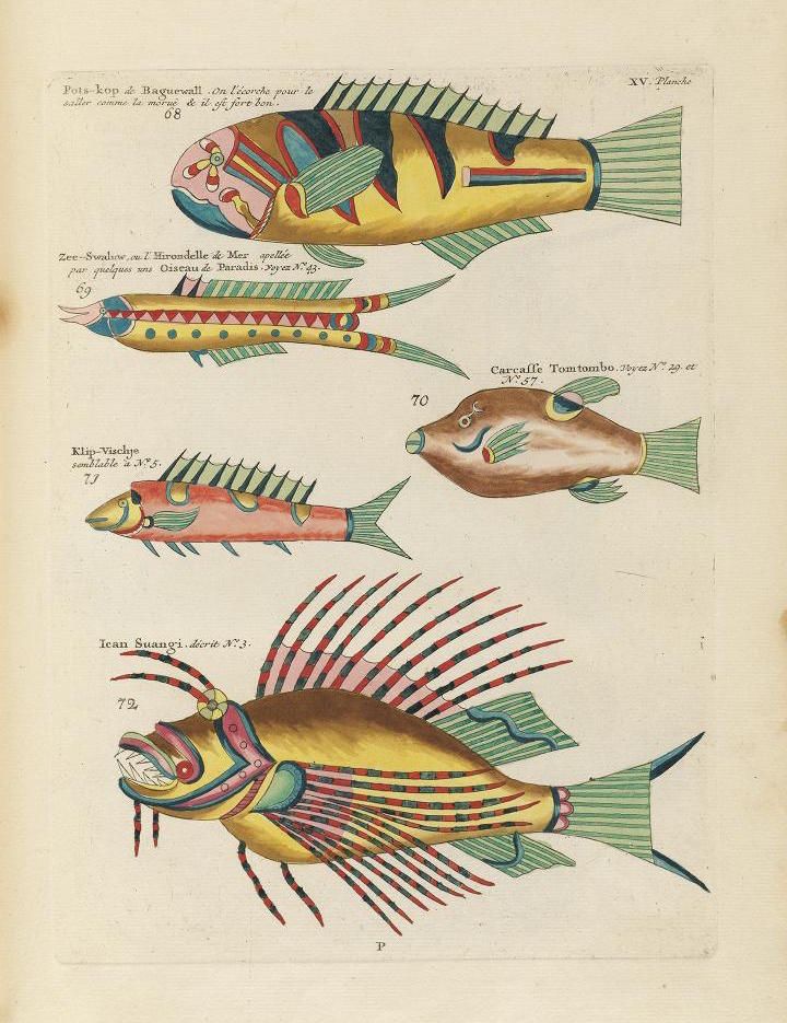 A vintage illustration of five exotic fish, each labeled with a handwritten French name and number.