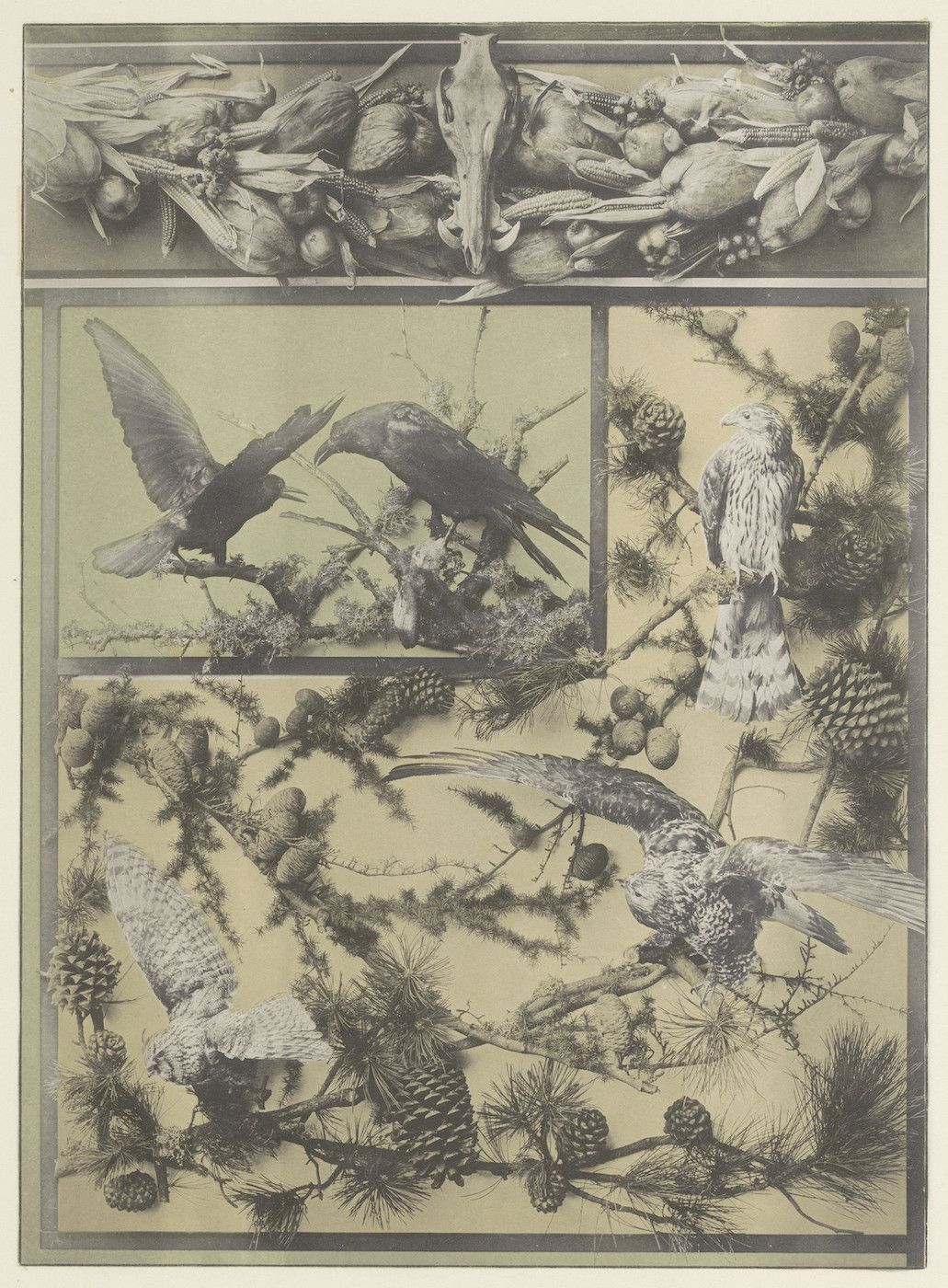 A vintage-style print featuring a detailed composition of birds, pine cones, and branches.