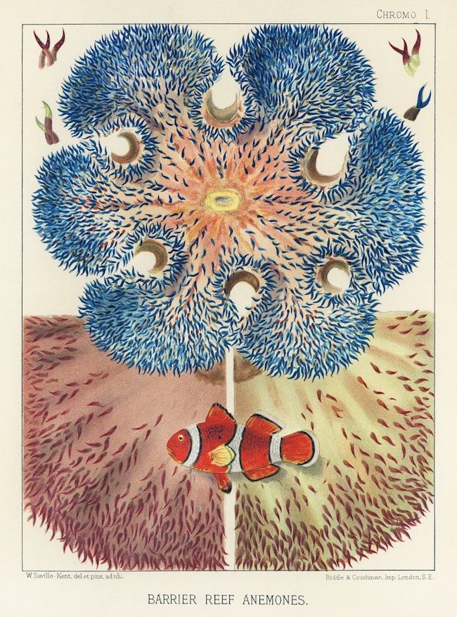 Vintage chromolithograph of a barrier reef anemone with clownfish and starfish.