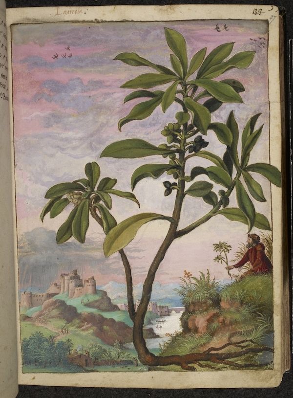 A page from a medieval manuscript featuring a detailed botanical illustration of a plant with a castle and landscape in the background.