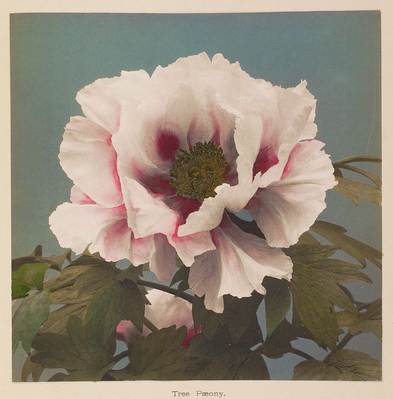 A vintage photograph of a tree peony in full bloom, with white and pink petals and a dark maroon center, set against a muted teal background.