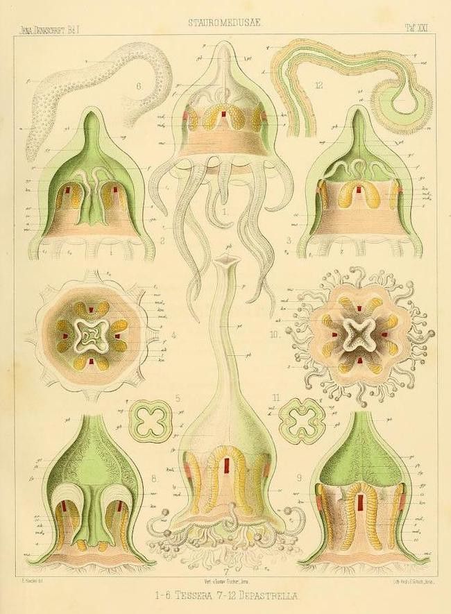 Vintage scientific illustration of Stauromedusae jellyfish, including Tessera and Depastrella, with detailed anatomical depictions in various orientations and cross-sections.