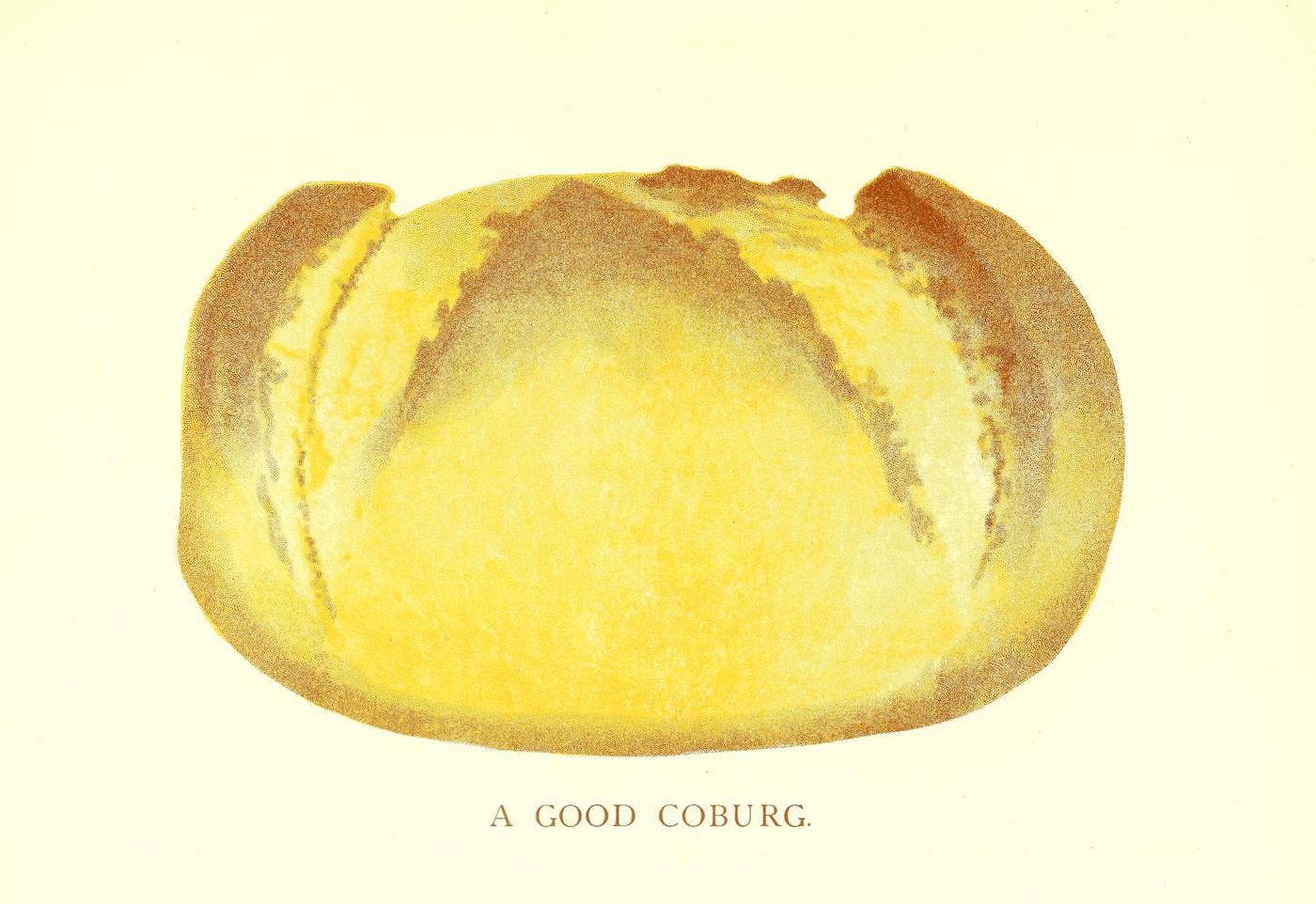 A loaf of Coburg bread on a pale yellow background with the text 'A GOOD COBURG.' below it.