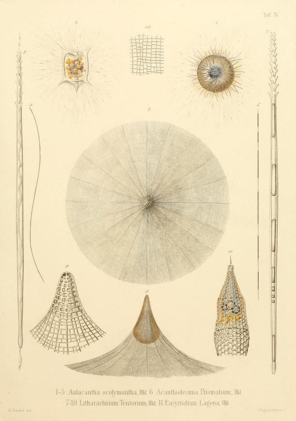 A vintage scientific illustration of radiolarians, featuring detailed drawings of microscopic marine organisms with intricate internal structures.