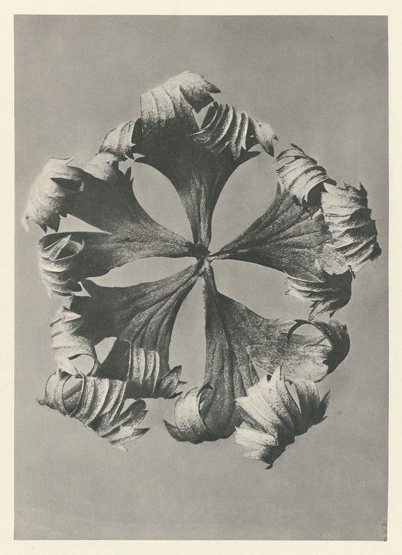 A black and white photograph of a tulip flower, sliced to reveal its internal structure.