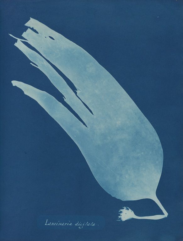 Cyanotype botanical illustration of Laminaria digitata seaweed.