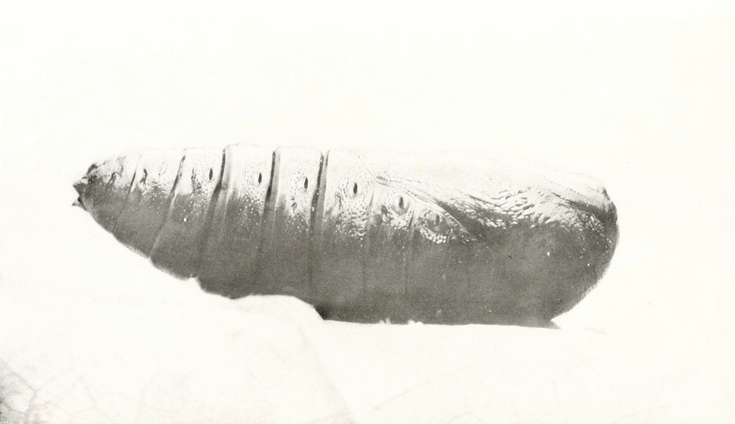 Close-up of a pupa with spines on its back, against a pale background.