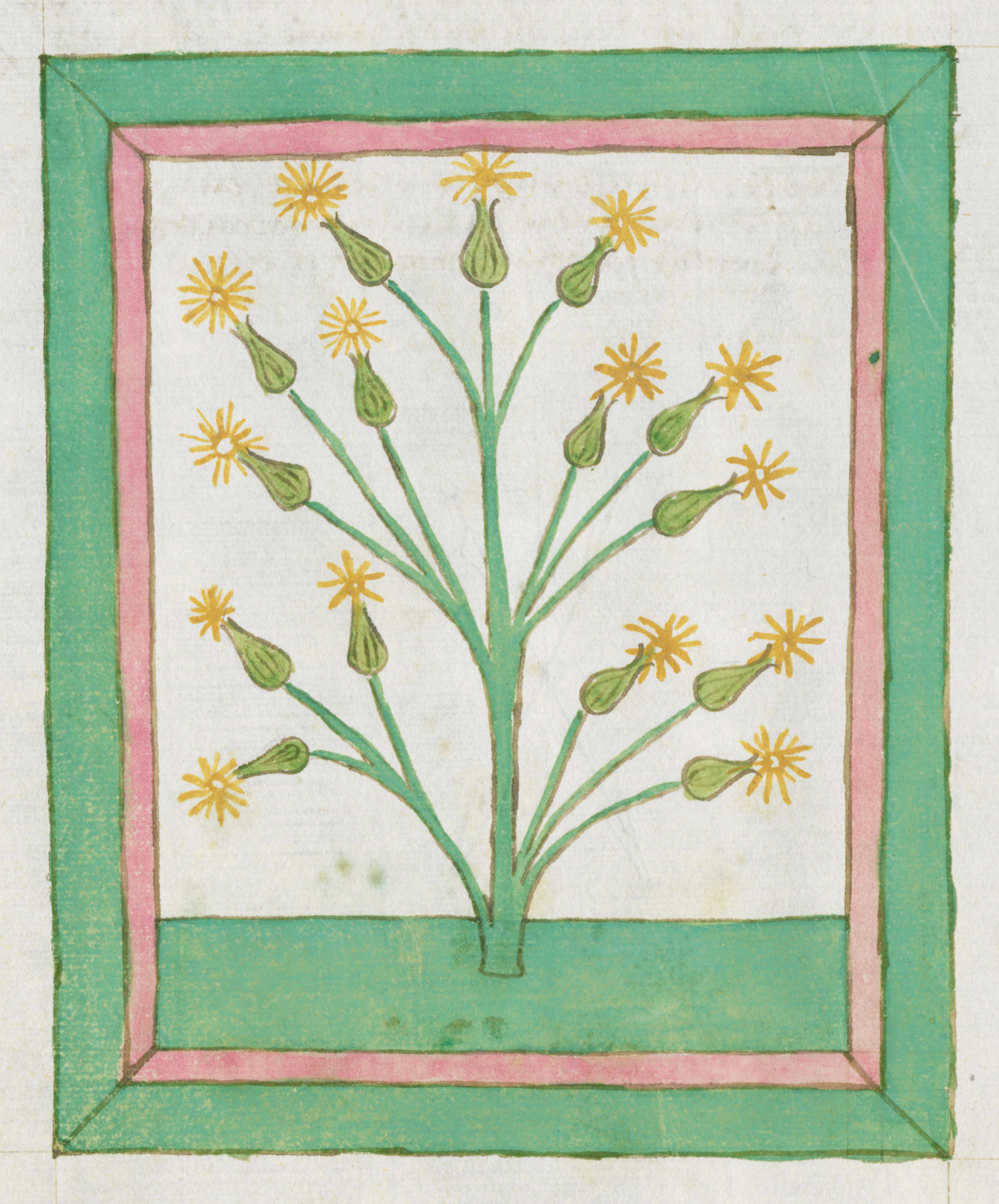 A colorful folk art illustration of a plant with yellow flowers and green buds, framed by green and pink borders.