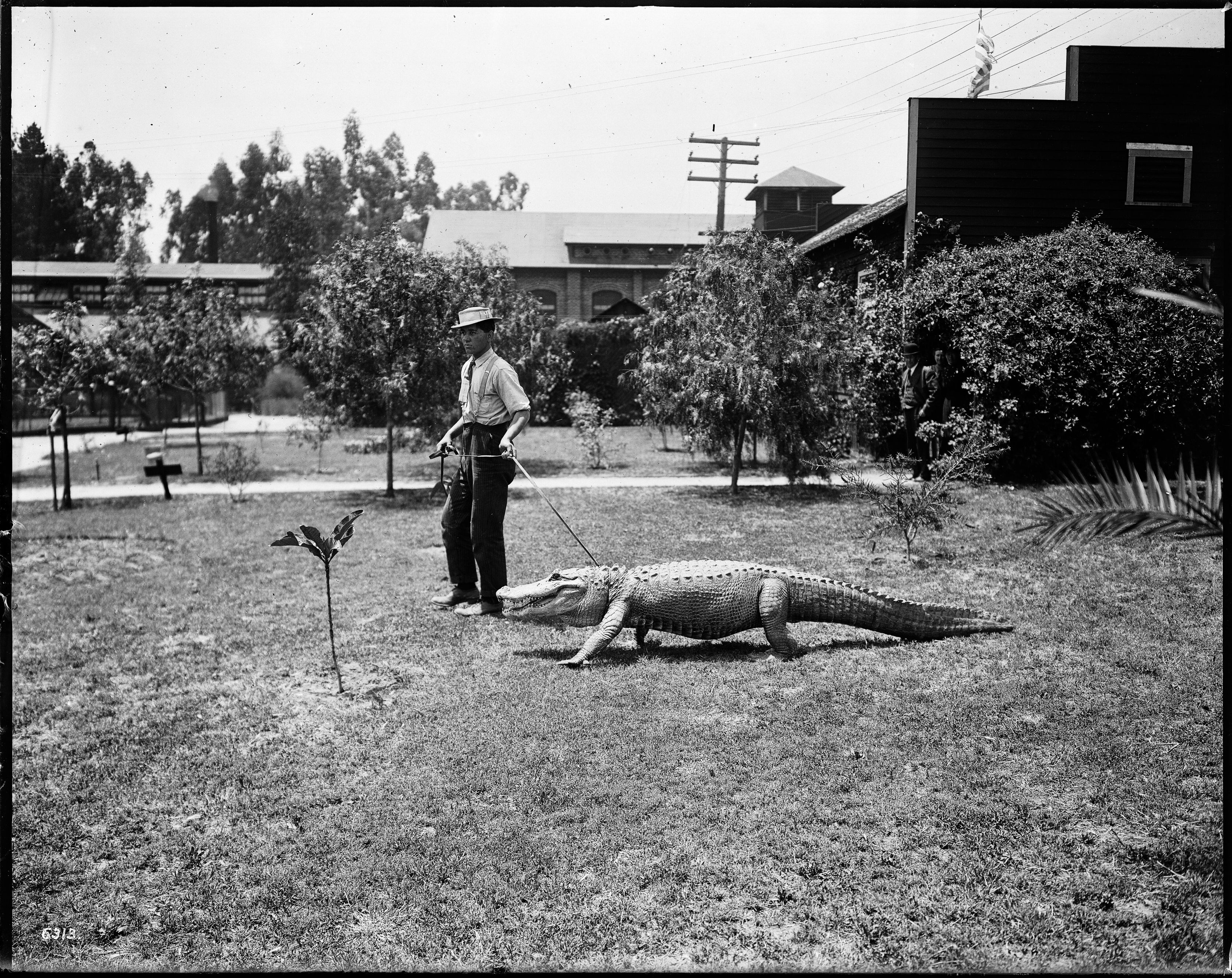 A black and white photograph of a man walking an alligator on a leash in a grassy yard.