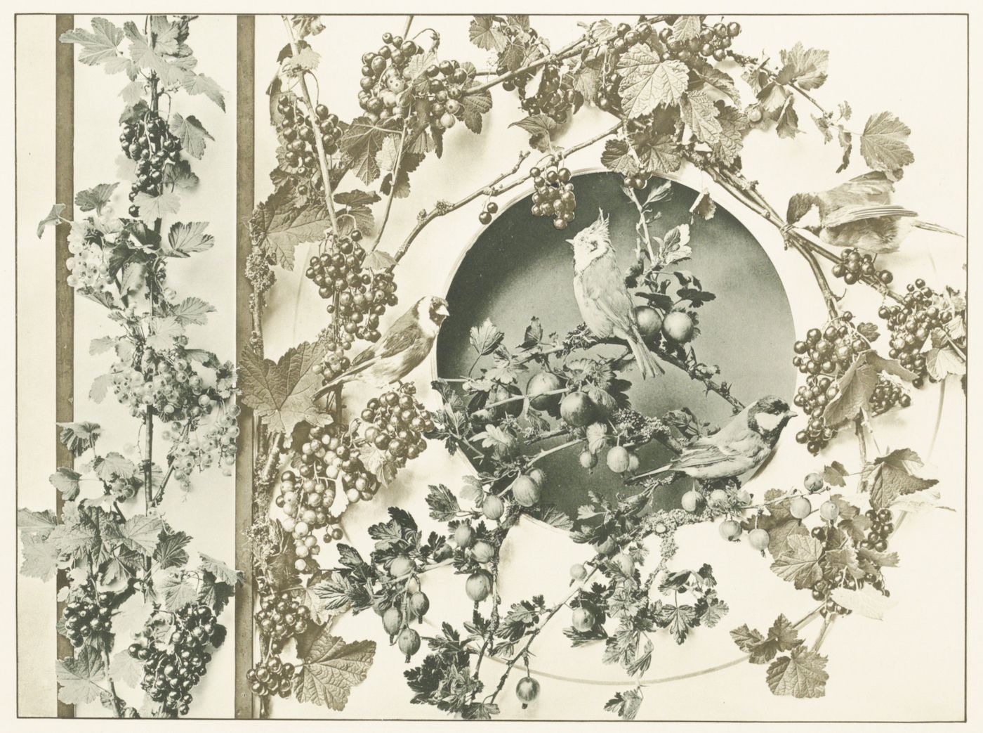 Vintage botanical illustration of birds and fruit in a circular design.
