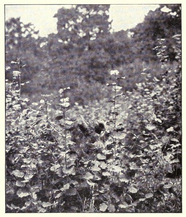 Black and white photograph of a field of wildflowers and grass with trees in the background.