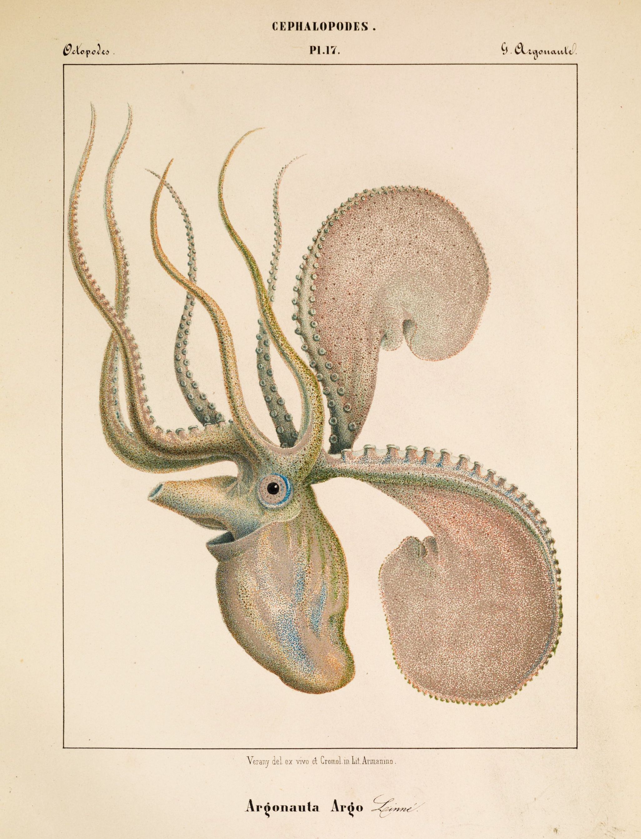 Vintage scientific illustration of an Argonauta octopus with its delicate, spiral shell.