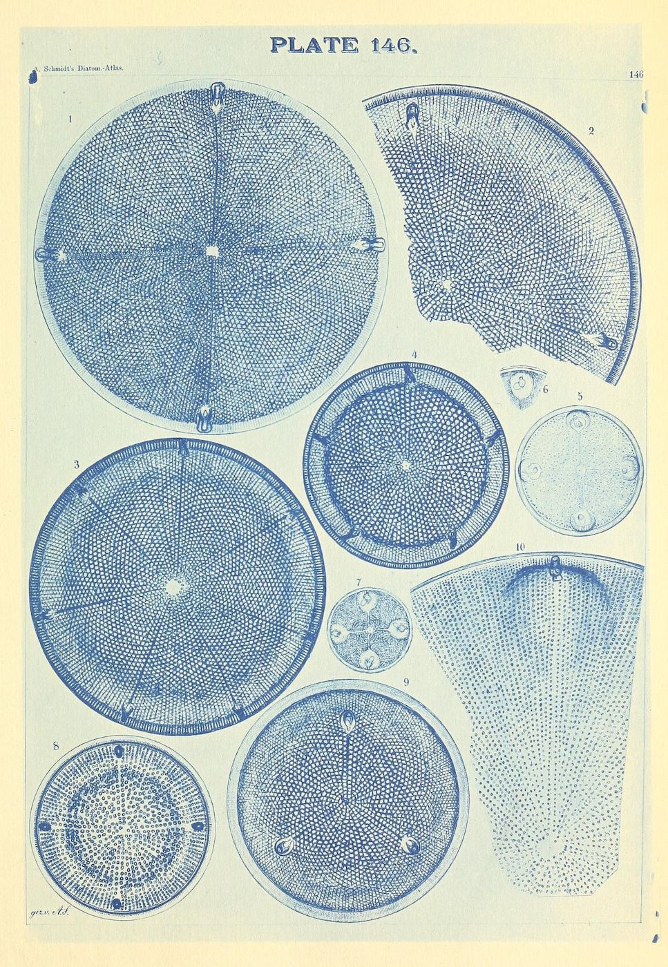 Plate 146 from A. Schmidt's Diatom Atlas, featuring ten detailed illustrations of diatoms in blue on a pale yellow background.