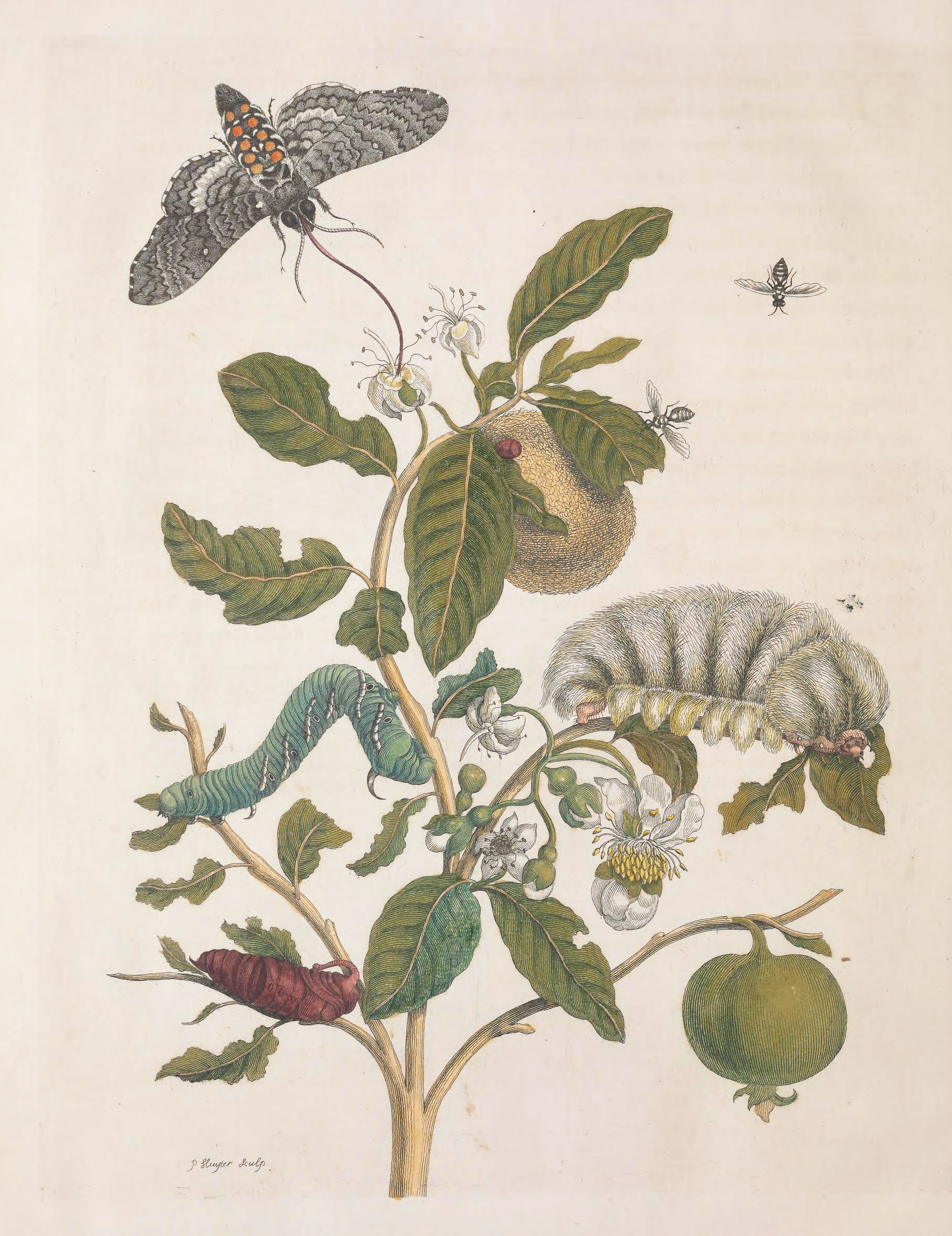 Vintage botanical illustration of a plant with fruits, flowers, and caterpillars.