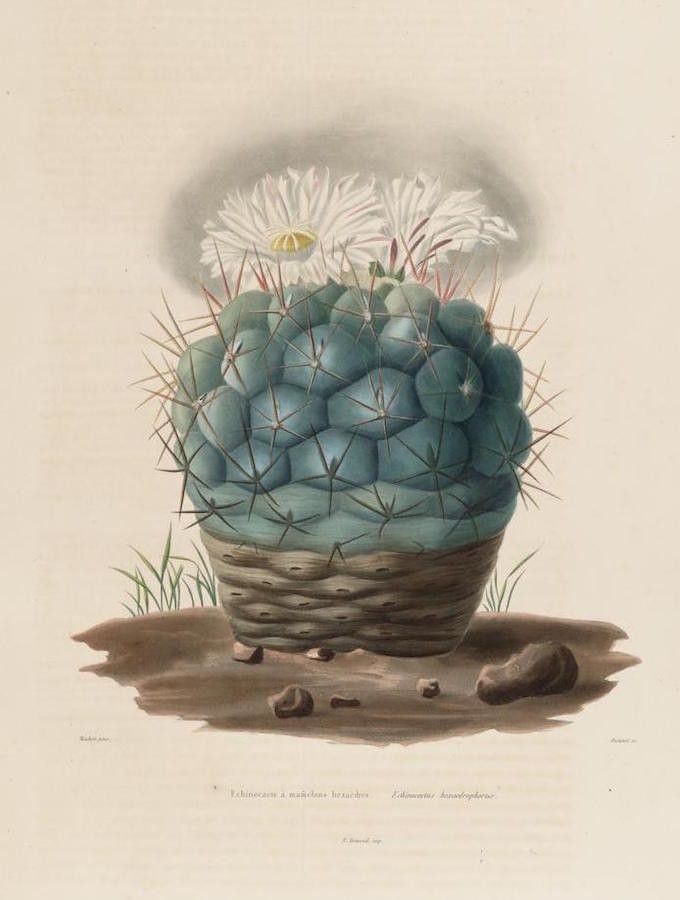 Vintage botanical illustration of a blooming cactus in a rocky desert landscape.
