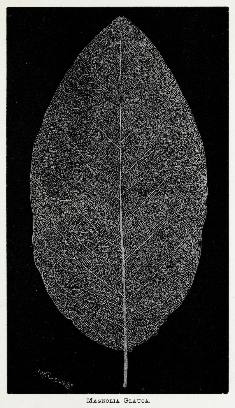 A detailed black and white botanical illustration of a Magnolia Glauca leaf, showing its intricate vein structure against a black background.