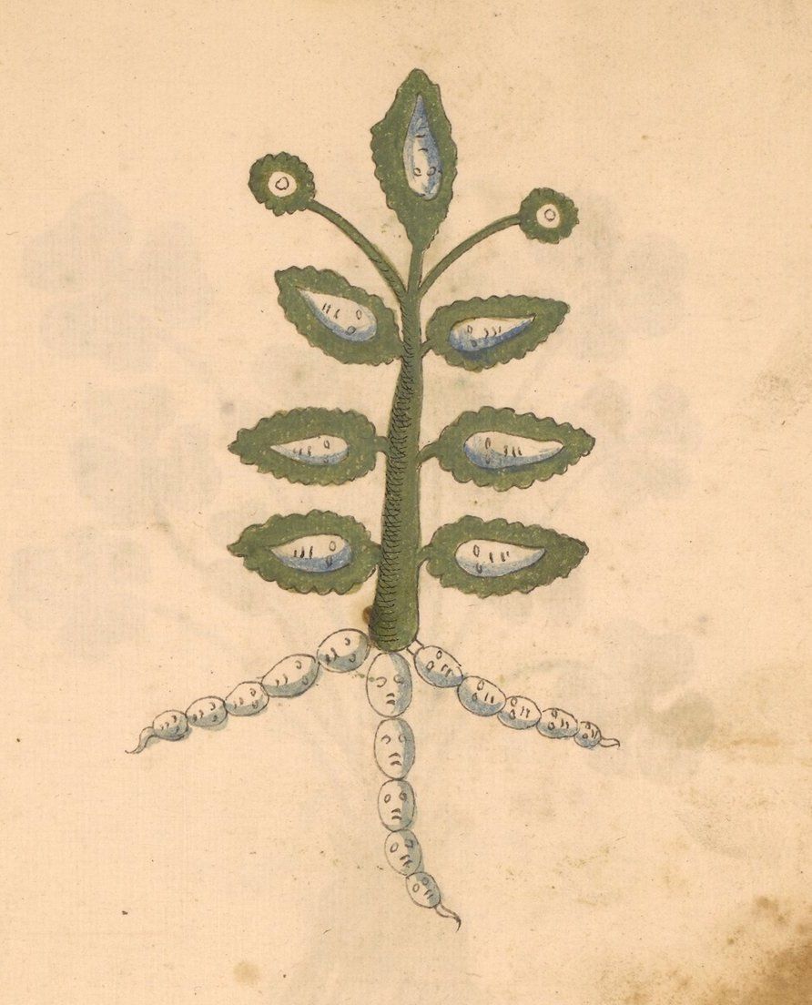 Vintage botanical illustration of a plant with symmetrical leaves and a branching root system.