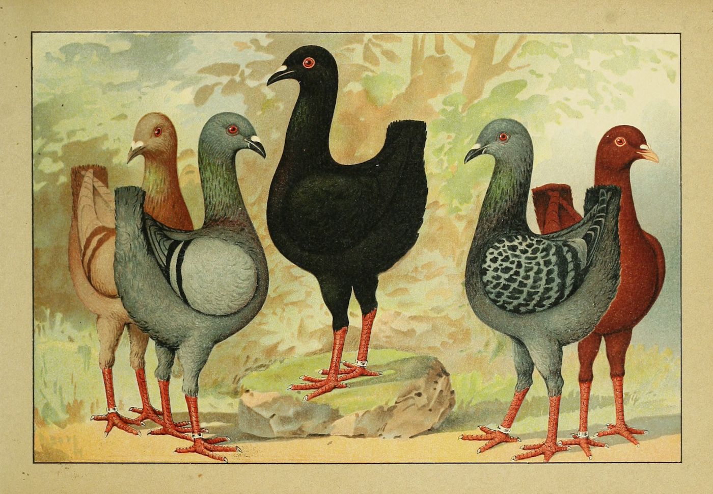 Vintage illustration of five pigeons with different colors and patterns.