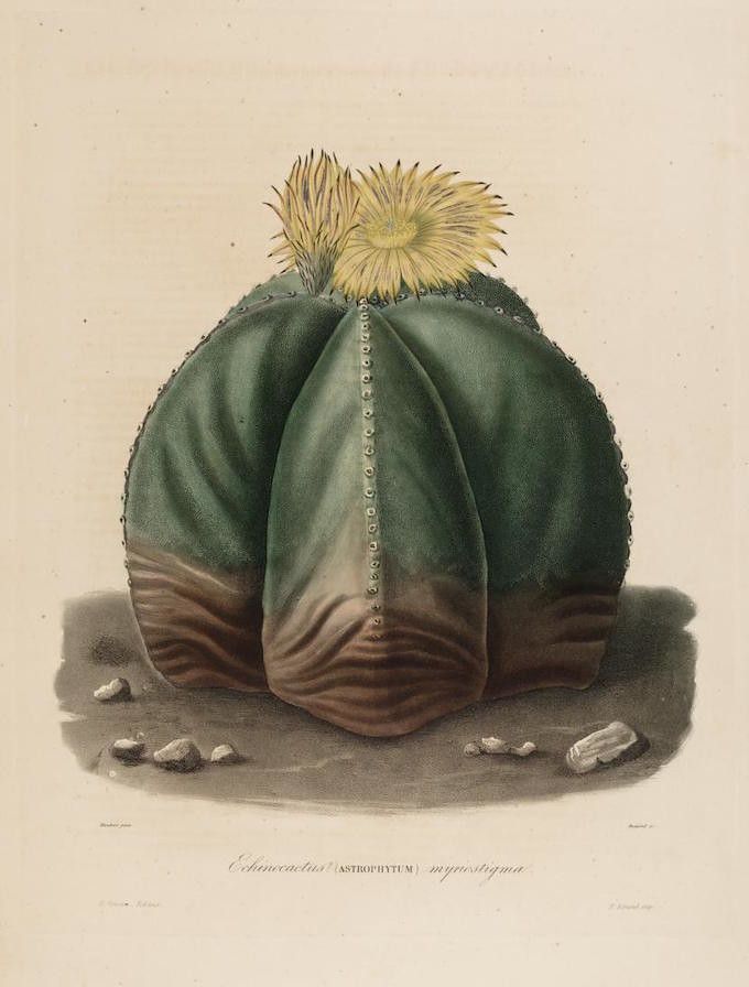 Vintage botanical illustration of a globular cactus with white spines and a yellow hair-like cluster on top.