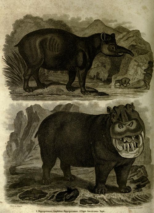 Vintage illustration of a tapir and a hippopotamus in a rocky landscape.