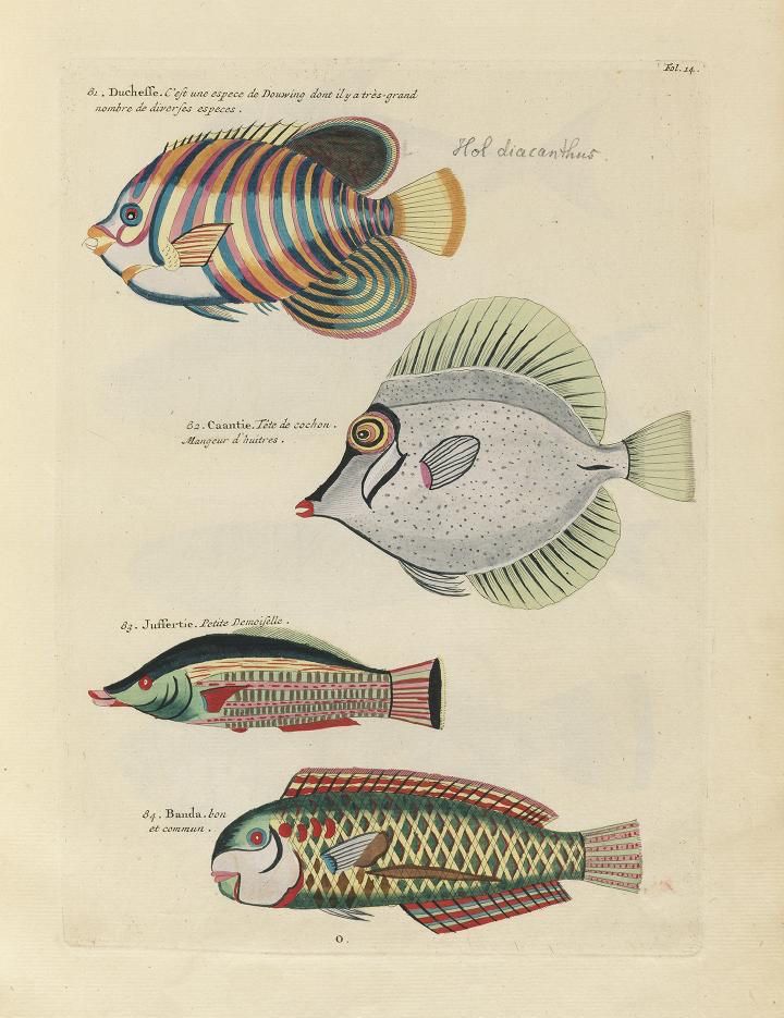 Vintage illustration of four different species of fish, labeled with French names and descriptions.