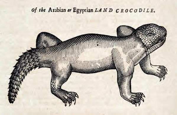 Vintage woodcut illustration of an Arabian or Egyptian Land Crocodile, a reptile with a crocodile head and lizard-like body.