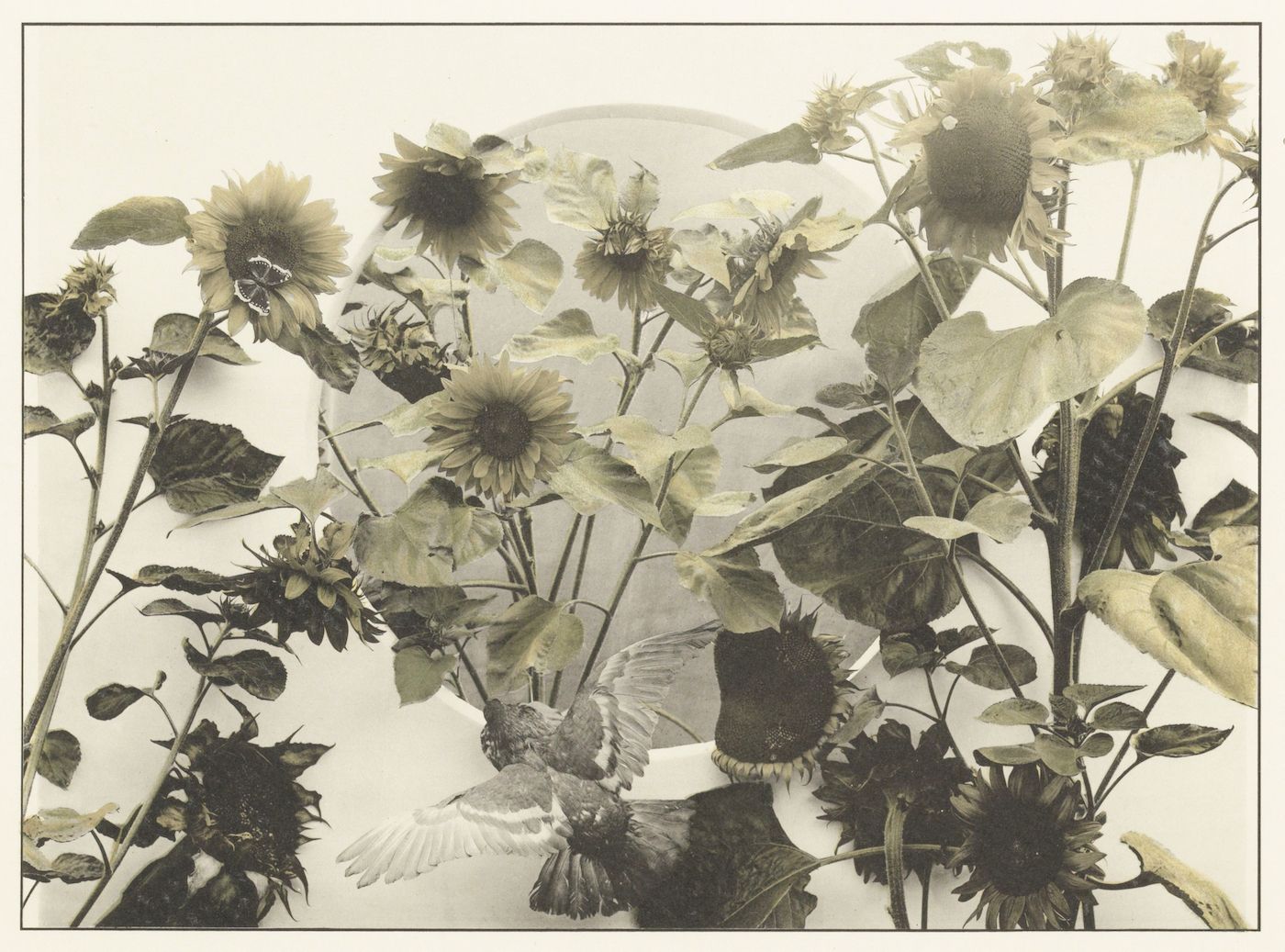 A vintage-style botanical illustration featuring a dense arrangement of sunflowers and other plants in muted tones of sepia, olive green, and cream.