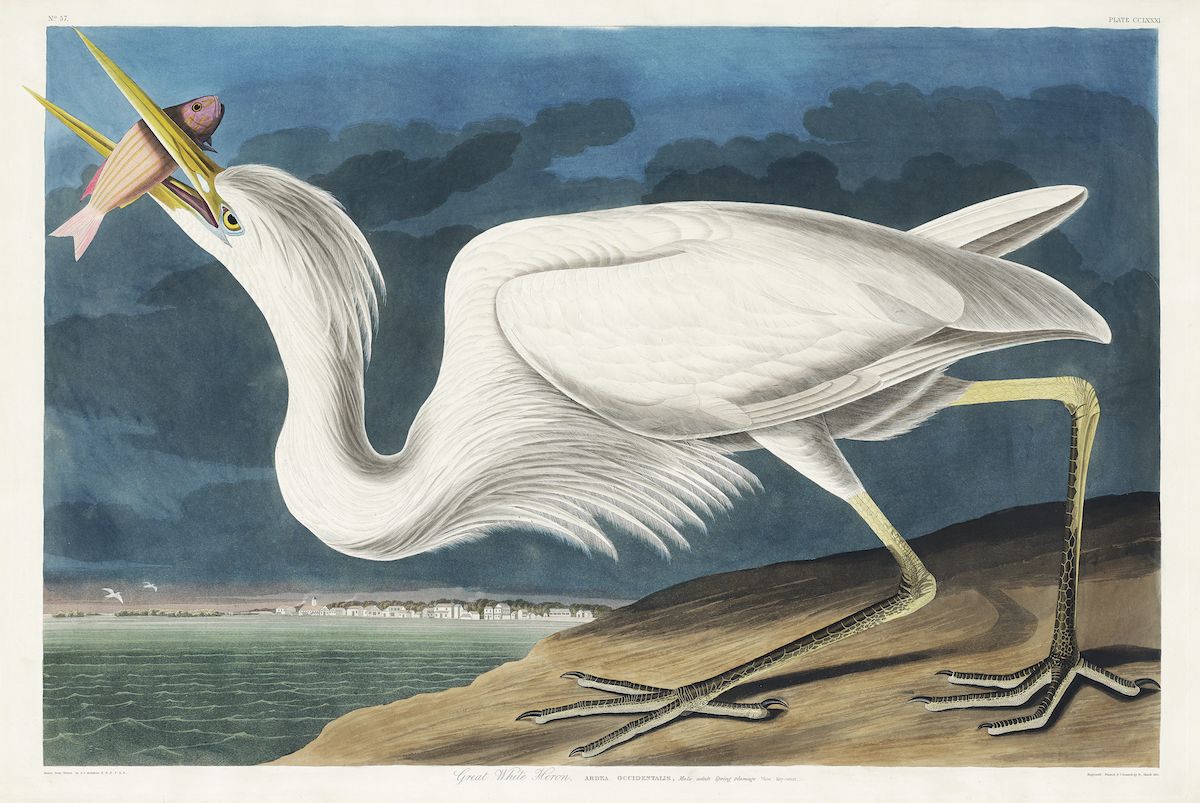 Vintage illustration of a Great White Heron holding a fish in its beak, standing on a shoreline with water and a muted blue sky in the background.