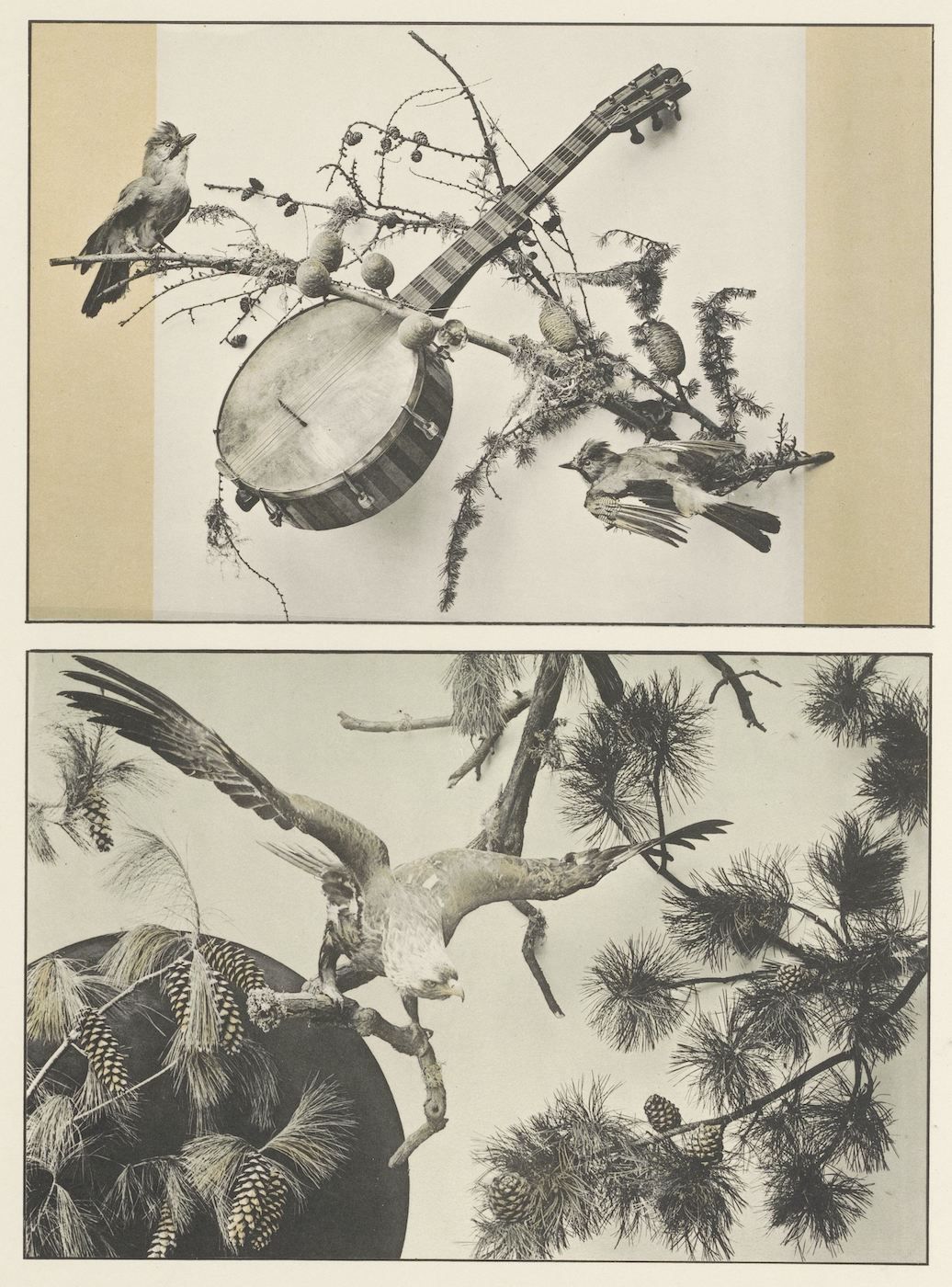 A grid of two black and white photographs. The top image shows a banjo surrounded by branches with birds perched on them. The bottom image depicts a hawk attacking a deer amidst pine branches.