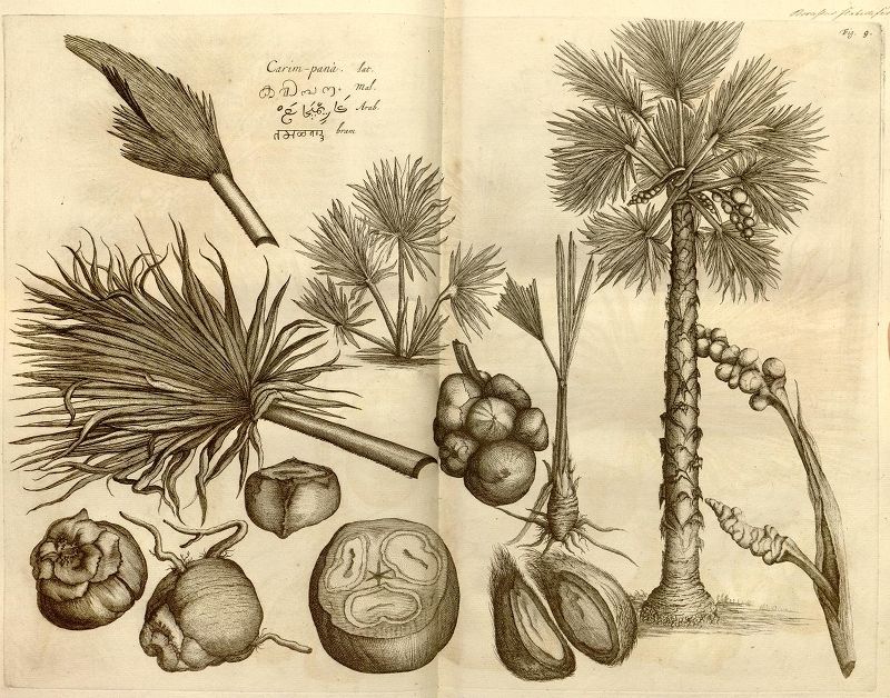 Vintage botanical illustration of a palm tree with detailed drawings of leaves, fruits, stem, and roots, rendered in sepia tone on aged paper.