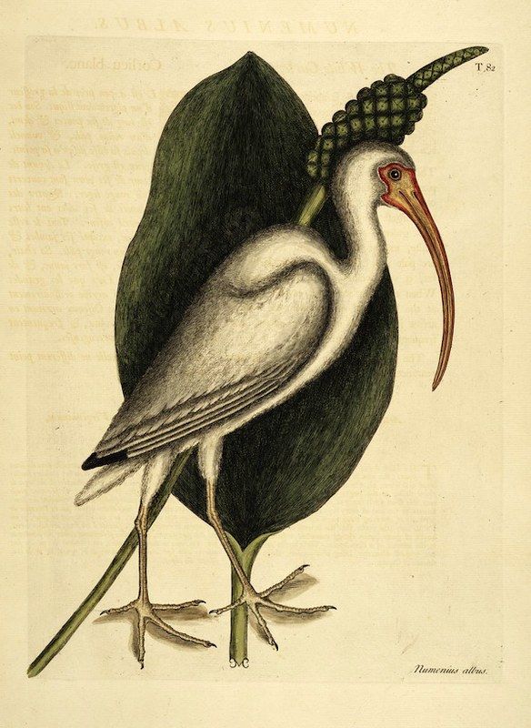 Vintage illustration of a Whimbrel bird standing in front of a large green plant.