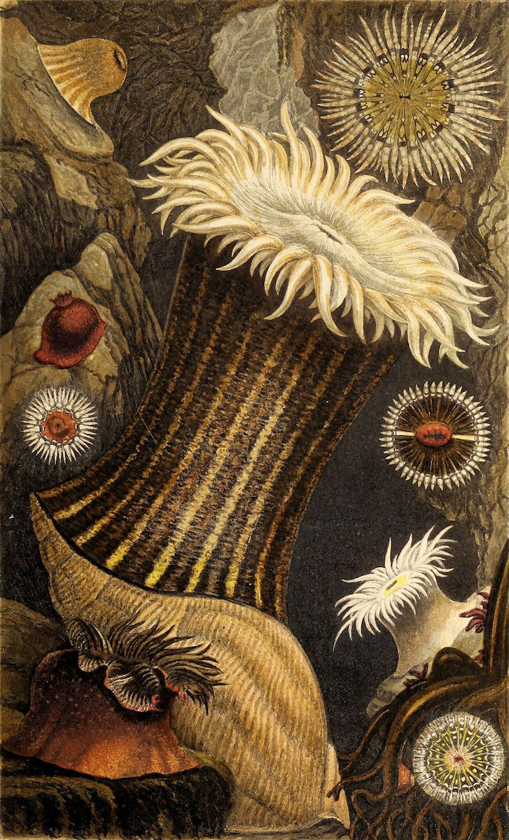A painting of various sea creatures including anemones, starfish, and a shell against a dark background.