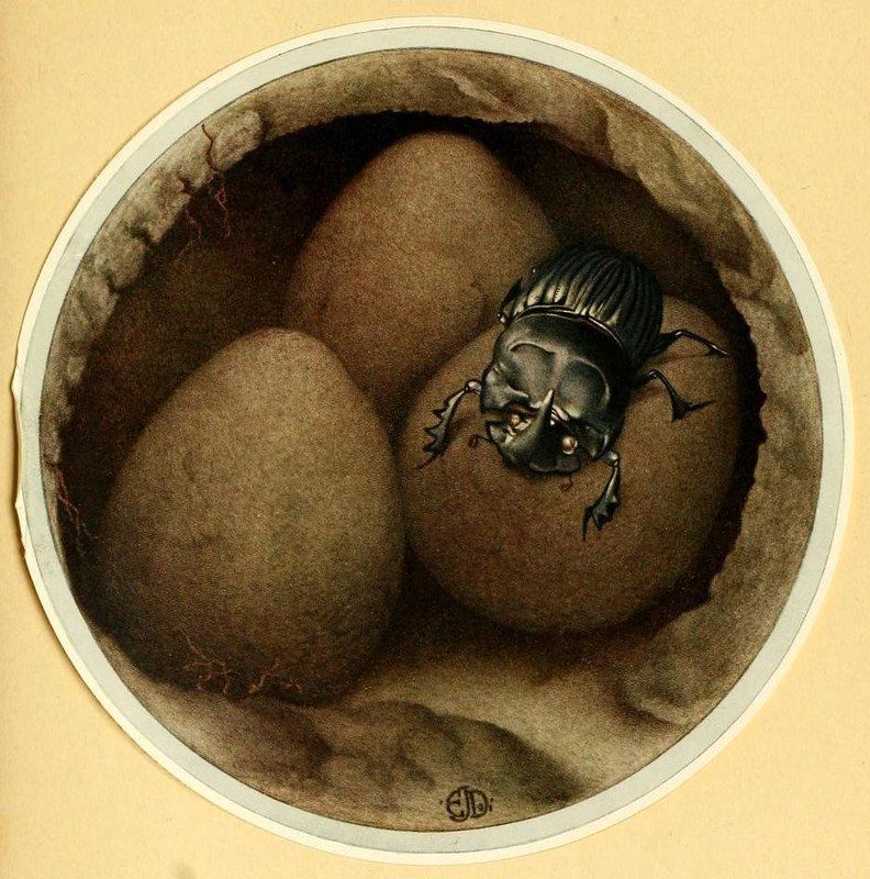 A vintage illustration of a beetle emerging from an egg, viewed through a circular opening.