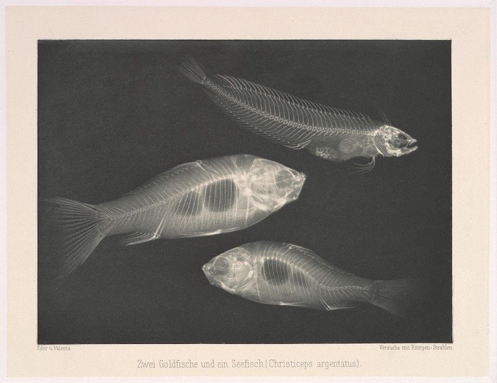 Vintage x-ray photograph of three fish skeletons against a dark background.
