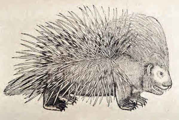 Vintage illustration of a porcupine covered in quills.