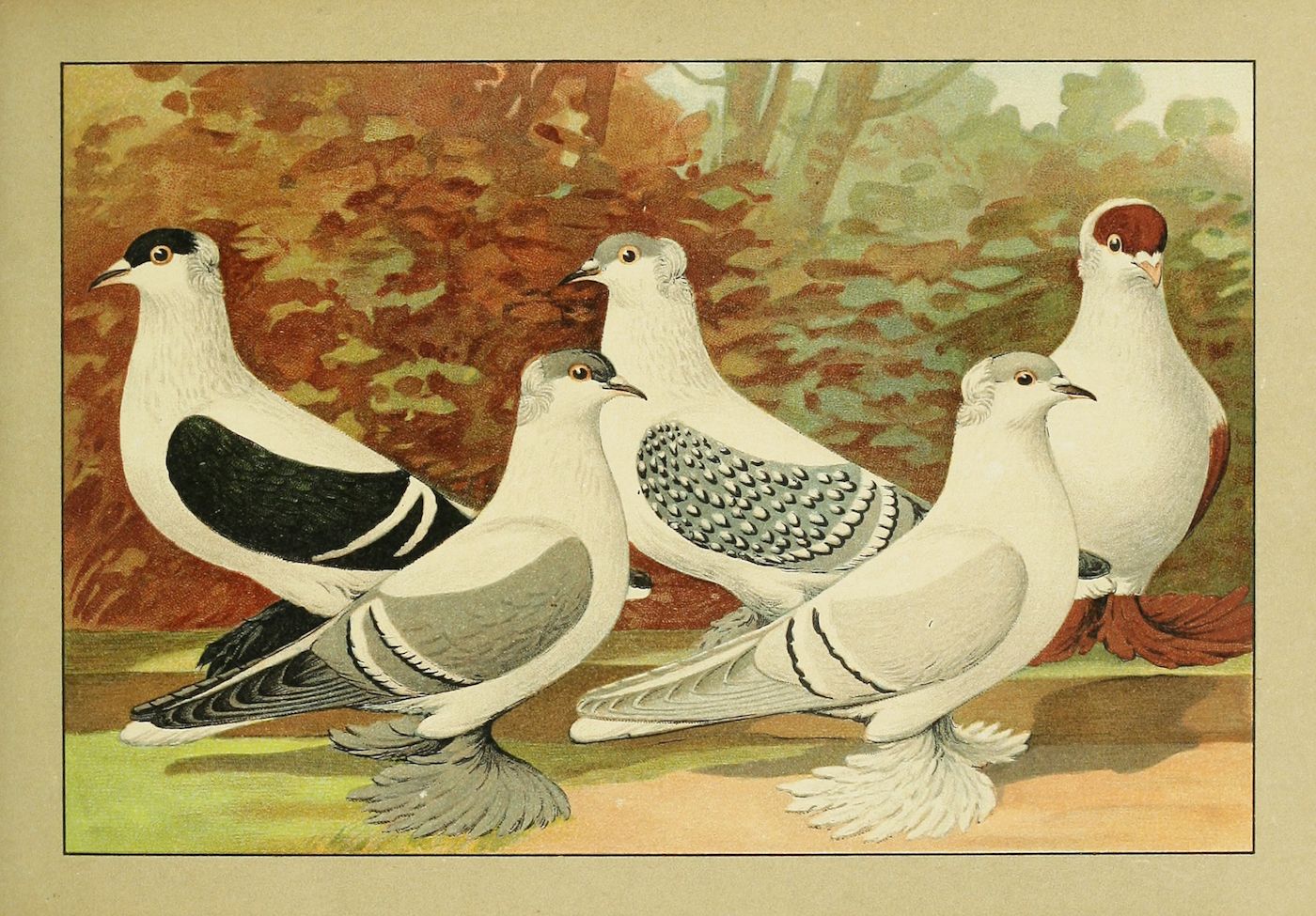 Vintage illustration of four pigeons with different plumage standing in a row against a blurred forest background.
