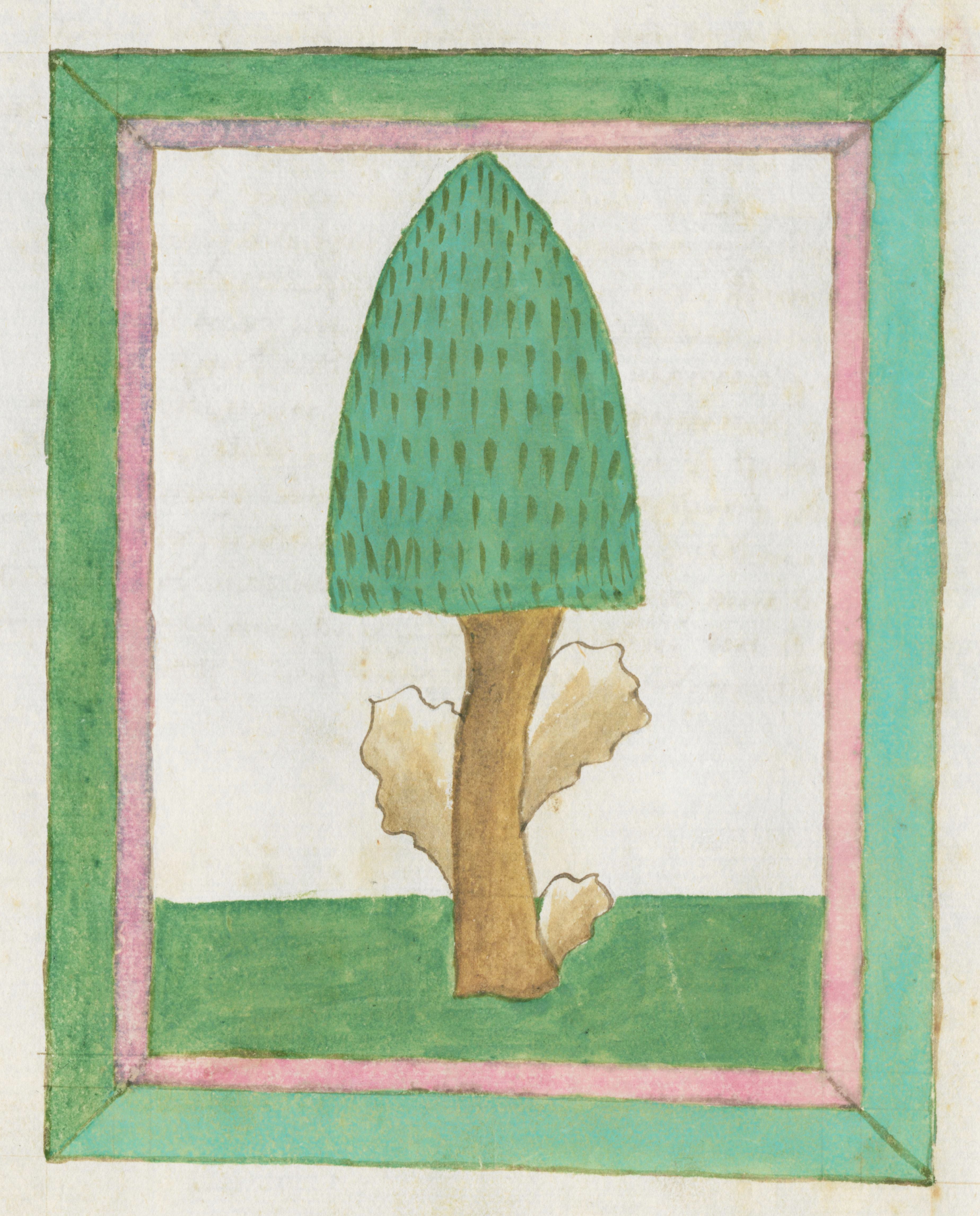 A detailed illustration of a teal mushroom with a golden-brown stem, framed by a pink and green border.