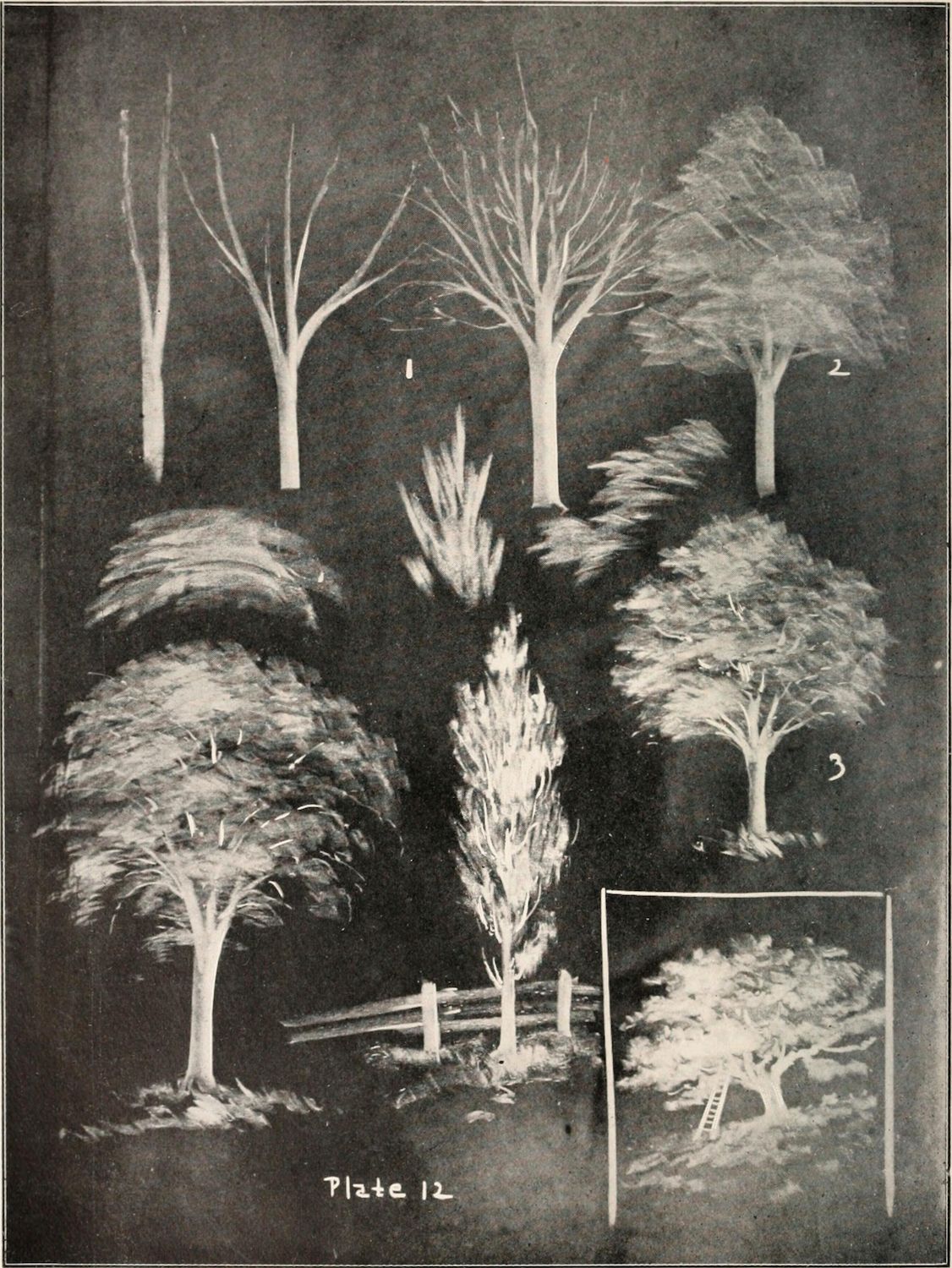 Black and white illustration of nine different tree shapes and forms, labeled 'Plate 12'.