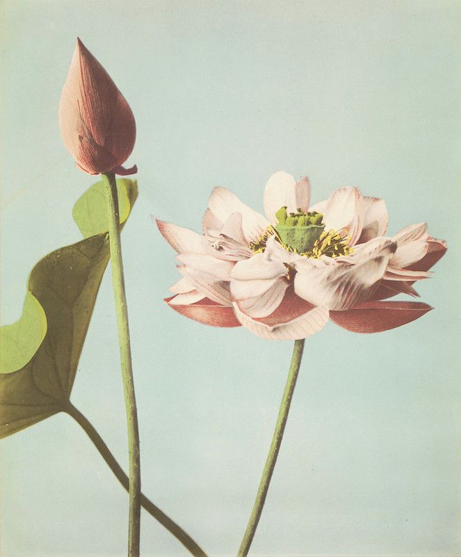 Vintage botanical illustration of a lotus flower, featuring a closed bud and a fully bloomed flower against a light turquoise background.