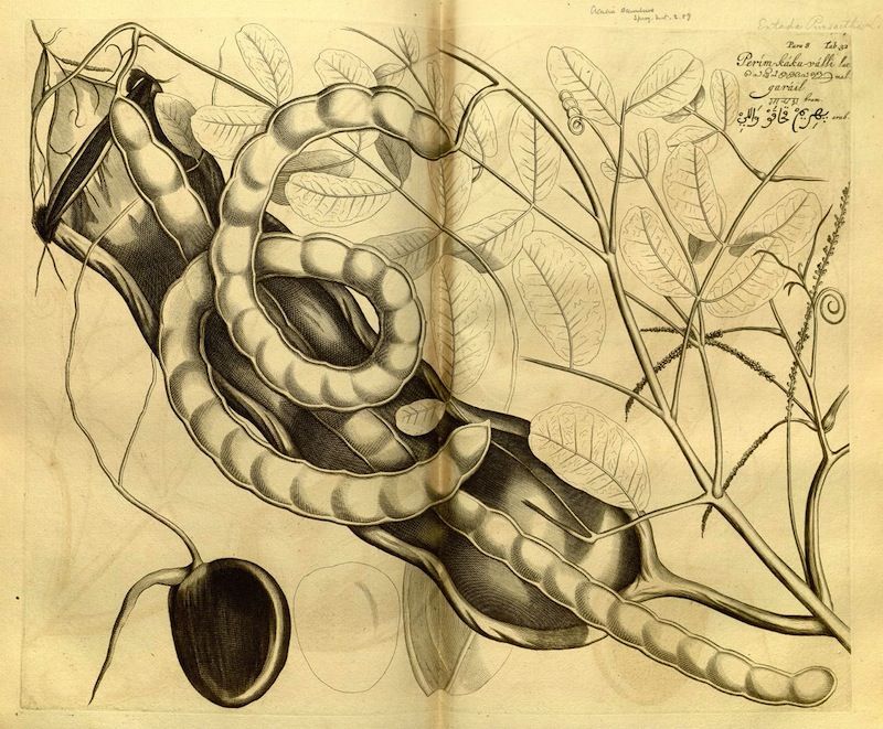 Detailed botanical illustration of a plant with curved fruit pods, leaves, and a single round fruit, rendered in sepia tone on aged paper.