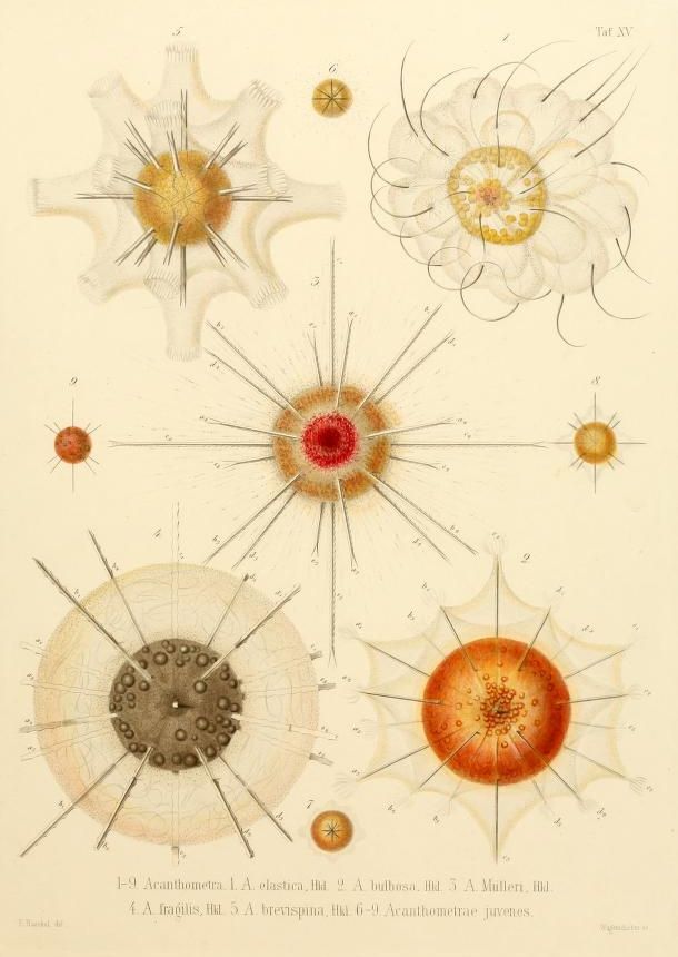 A vintage scientific illustration of various species of Acanthomera, a type of radiata plankton.