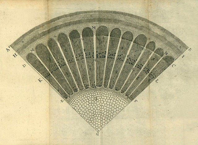 Vintage botanical illustration of a plant stem cross-section with labeled vascular bundles and cellular tissue.