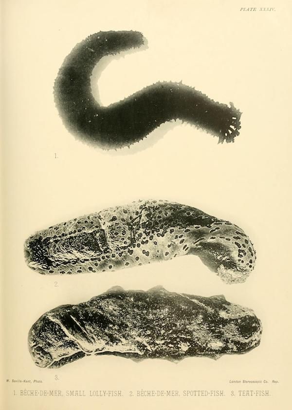 A vintage scientific illustration of three different types of fish, labeled as 'Small Lolly-Fish', 'Spotted-Fish', and 'Teat-Fish'.